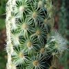 Mammillaria _elongata _ssp.elongata _forma_ 02